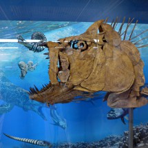 Big fish in the Fossil Discovery Exhibit